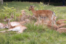 deer.png
