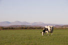 fells-with-cow.png