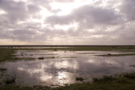 saltmarsh.png