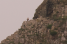 peregrine-falcon.png