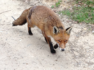 horsenden-fox.png
