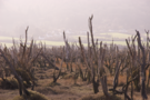 porlock-trees.png
