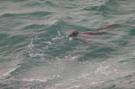 seal-nanjizal.png
