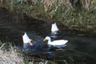 ducks.png