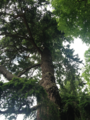 scone-douglas-fir.png