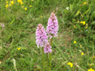 orchid.png