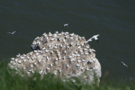 terns.png