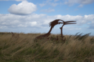tern.png