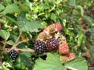 berries.png