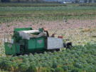 harvest.png