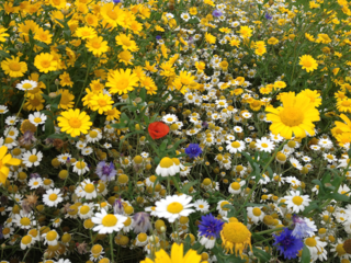 wild-flowers.png