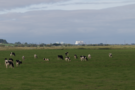 hinkley-cows.png