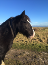 cambois-horse.png