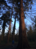 petts-wood.png