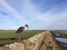 metal-bird.jpg