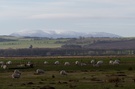snowy-cheviots.jpg