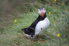 puffin.jpg