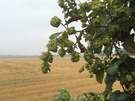 hops.jpg
