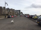 broughty-swan.jpg