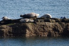 seals.jpg