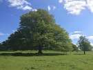 oak.jpg