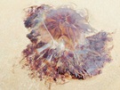 jellyfish.jpg