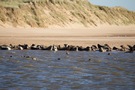ythan-seals.jpg