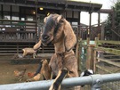 surrey-quays-goat.jpg