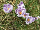 crocus.jpg