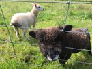 cefn-suran-lambs.jpg