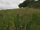 felindre-meadow.jpg
