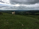 moel-dod-sheep.jpg