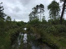 culbin-low-wood.jpg