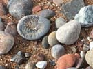 ammonite.jpg