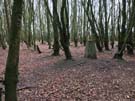 beacon-ring-plantation.jpg