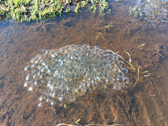 frogspawn.jpg