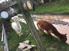 llamas.jpg