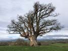 lone-tree.jpg