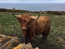 heilan-coo.jpg