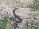 adder.jpg