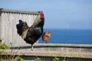 chickens.jpg