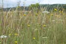 meadow-flowers.jpg