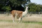llama.jpg