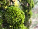 moss.jpg