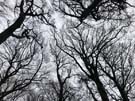 treetops.jpg
