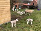 lambs.jpg