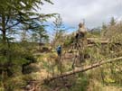 fallen-trees.jpg