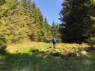 wark-forest.jpg