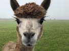 alpaca.jpg