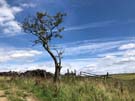 solitary-tree.jpg